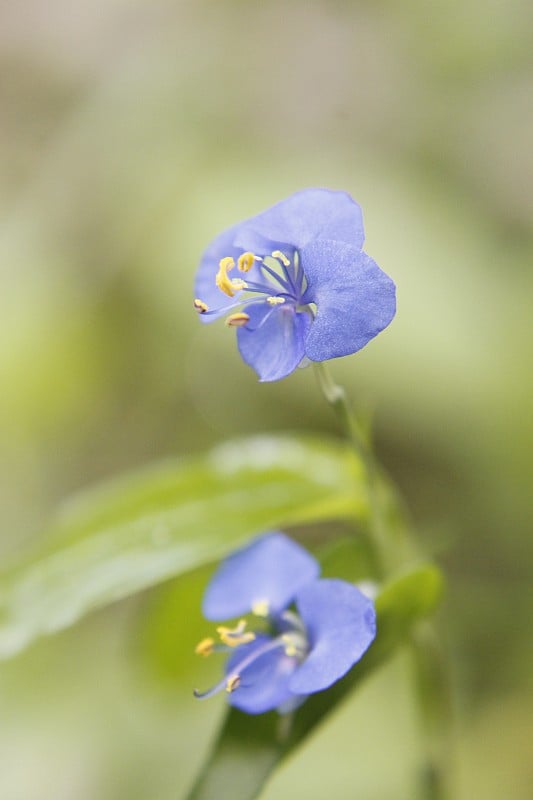 蓝紫色/深钴蓝/pala蓝的特写颜色Commelina benghalensis Linn(日花，露