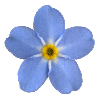 花孤立
