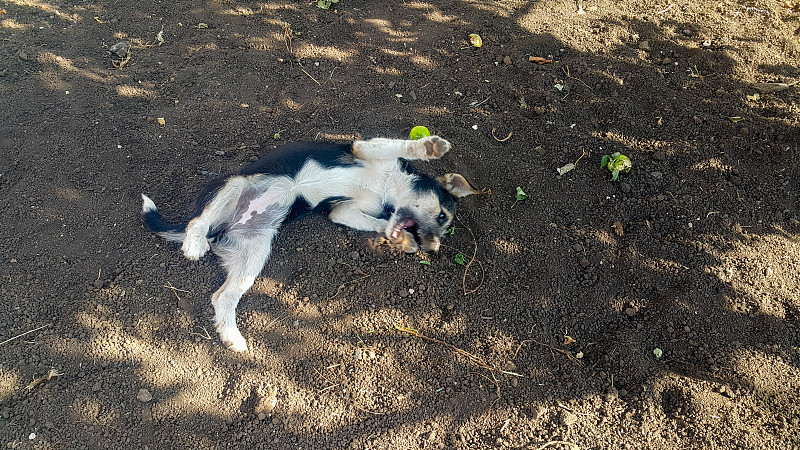 黑白相间的小狗