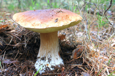 美丽的夏季蘑菇特写在松林针叶和苔藓之间