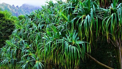 各种热带植物，瓦胡岛，夏威夷