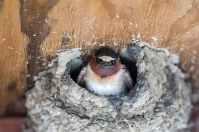 家燕(Hirundo rustica)从其非凡的巢中窥视。