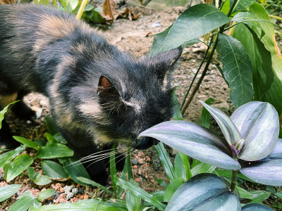 黑猫可爱