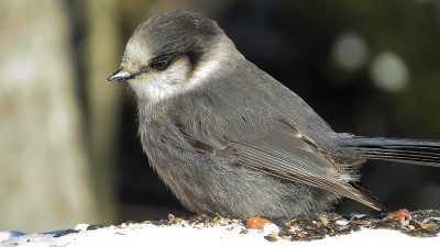 M ?sangeai du canada - Gray jay