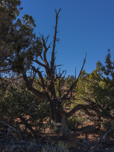 博尔德(美国犹他州)附近的Burr Trail Road