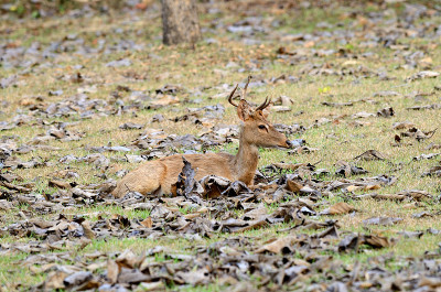 Eld's Deer (eldii Cervus)