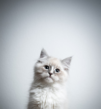 布偶猫小猫
