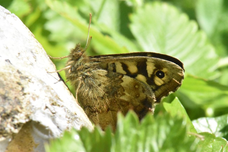 Wall brown, male(叹气)(1)