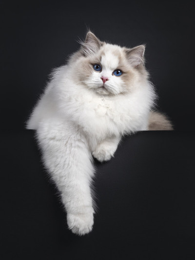 布娃娃猫在黑色的背景