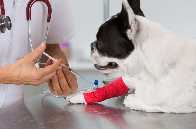 兽医诊所有一只法国斗牛犬