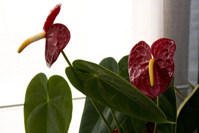 花48