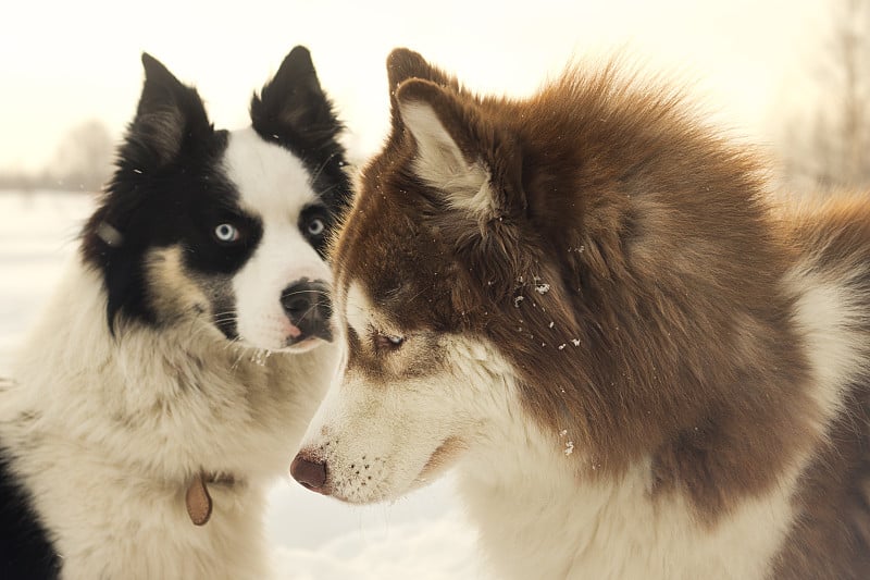 冬季哈士奇犬和阿拉斯加雪橇犬比赛。