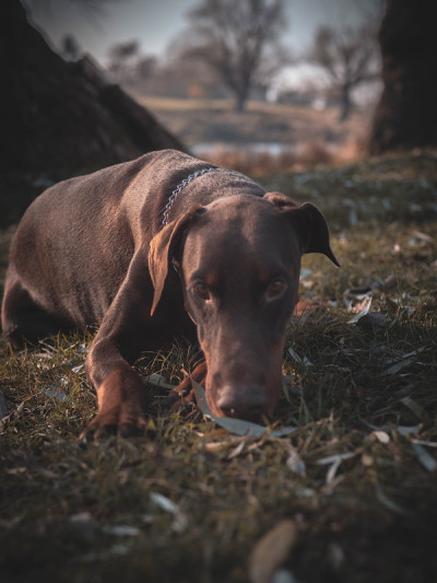 杜宾犬