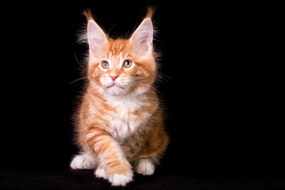 可爱可爱的缅因猫在黑色的背景。