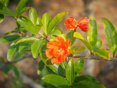 红色的花在田野