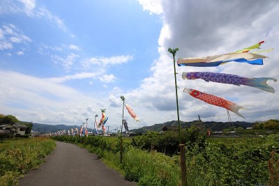 鲤鱼等浮电缆
