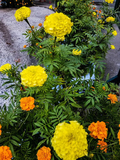 黄菊花瓣库存照片