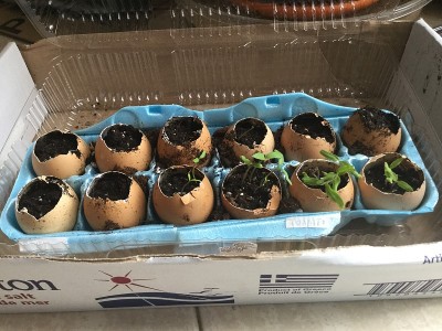 在蛋壳里生长的幼苗