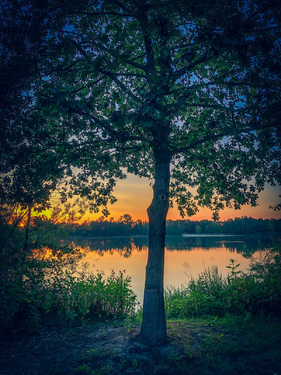 在德国的夏天，透过树林看湖上的夕阳。