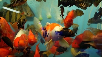 外来装饰水族馆中热带鱼的多样性。查都泽鱼市宠物店的商品。摊位上五颜六色的宠物的特写。品种在柜台出售，