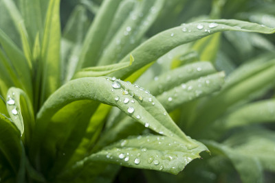 雨后的蔬菜是用水滴在地里生长的