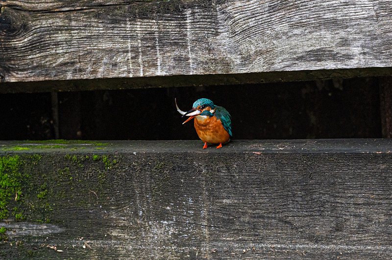 雌翠鸟(alcedo atthis)以新鲜捕获的鱼为食。在英国小镇看到的翠鸟，由于新冠肺炎大流行而变