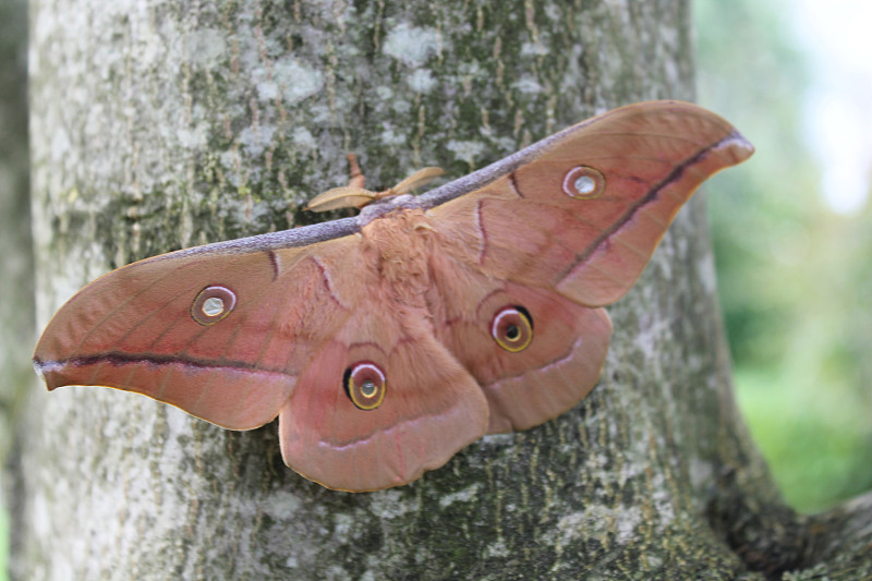 antheraea pernyi silkmoth