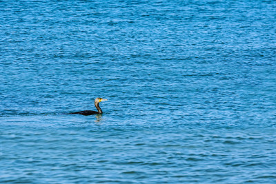 双冠鸬鹚(Phalacrocorax Auritus)