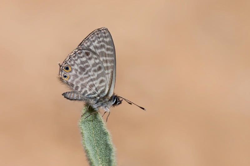 Leptotes pirithous