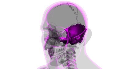 人类骨骼、头骨、枕骨解剖学的医学概念