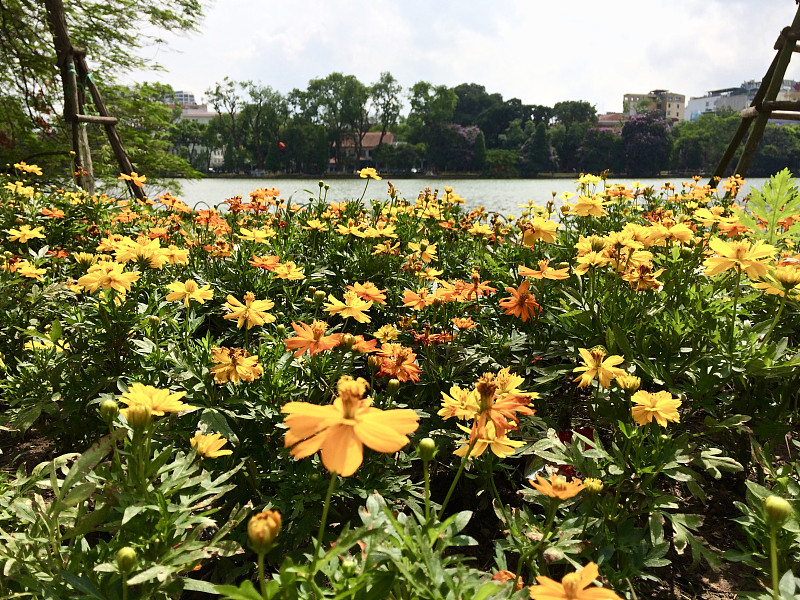 河内还剑湖边的鲜花