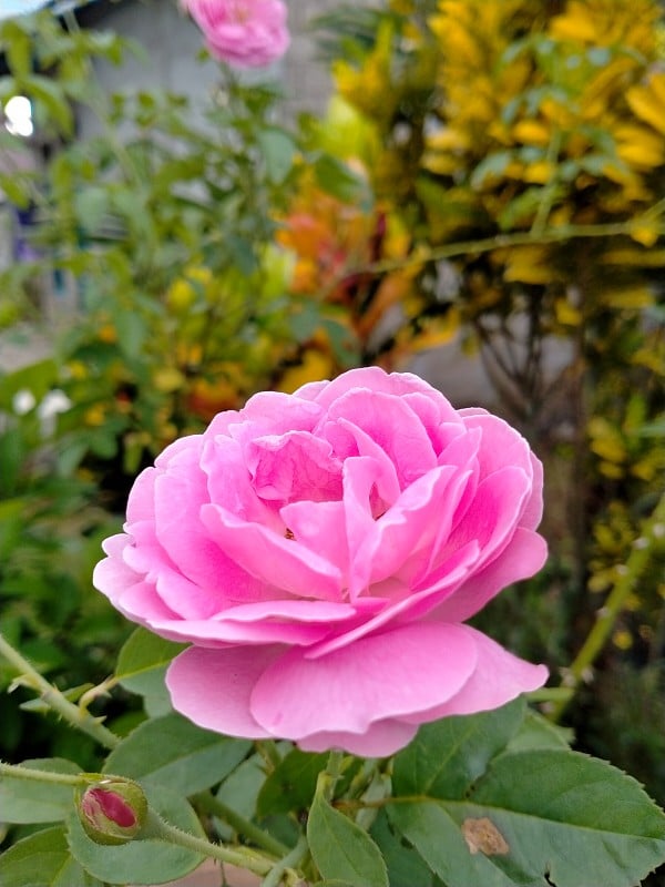 Pink rose