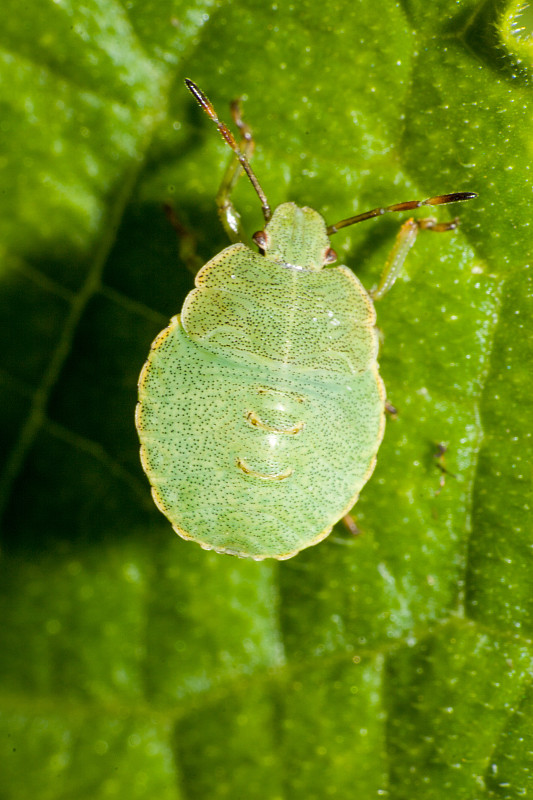 Palomena prasina，绿盾虫。