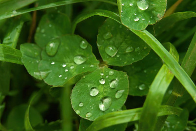特写绿色的三叶草叶子与露珠，雨滴，微距照片