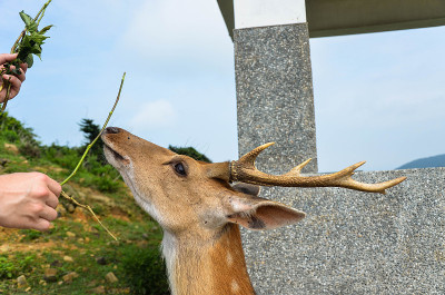 台湾梅花鹿