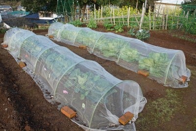 覆盖蔬菜种植
