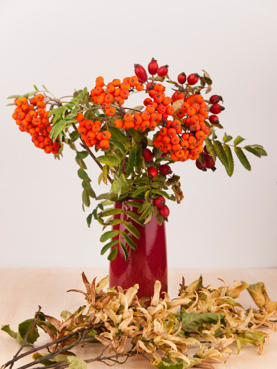 秋季装饰紫色花瓶与花梨子