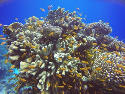 埃及红海的珊瑚礁