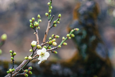 冈山梅花园的梅花