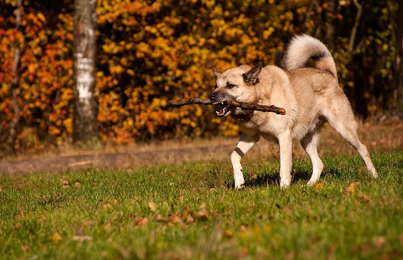 西西伯利亚的莱卡犬(哈士奇)玩棍子