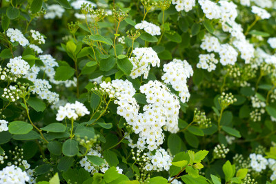 Spiraea。小白花的背景。春天开花。
