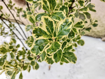 冬日纺锤植物