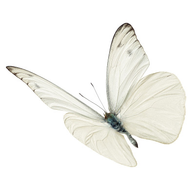 白色butterfy飞行