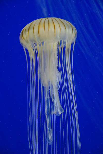 水族馆