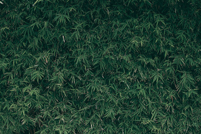 热带绿叶背景，深色色调主题。