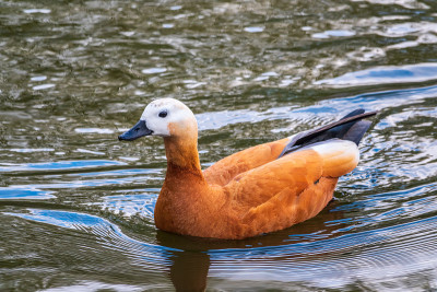 红鸭子，或者红鸭子。Tadorna ferruginea，在湖上游泳。