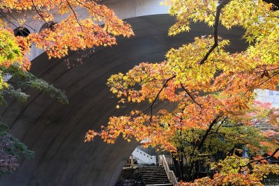 日本东京的彩色树叶