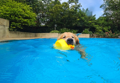 金毛猎犬幼犬在游泳池练习(水下视角)