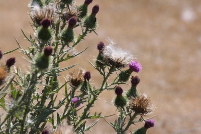 牛蓟(Cirsium vulgare)