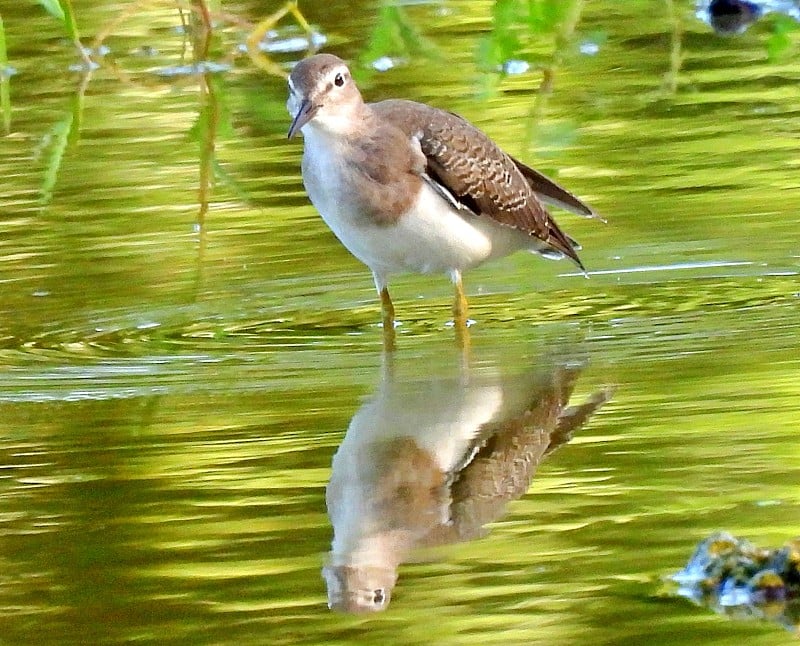 斑点鹬(Actitis macularius)站在佛罗里达州的一个湖泊与反射